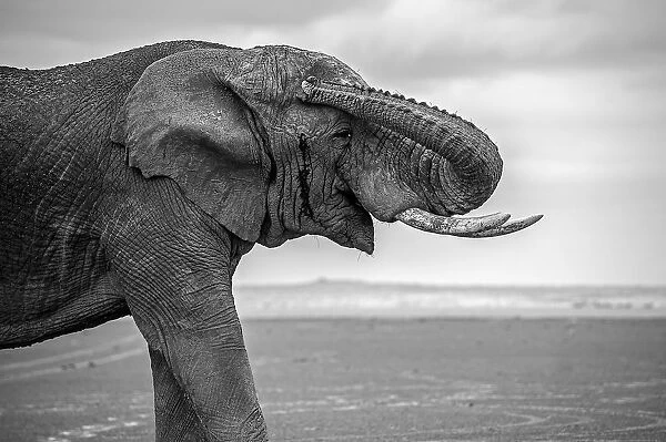 Amboseli Park, Kenya, Africa Closeup of a male elephant. Photo in black and white