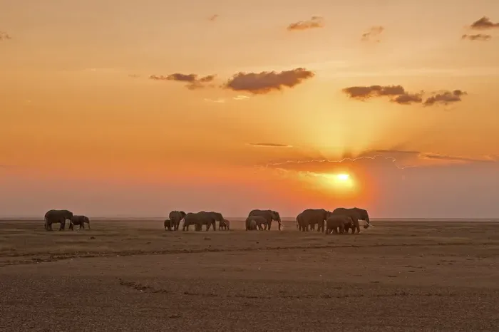 Framed Print : Amboseli Park, Kenya, Africa A family of elephants crossing the lake in the dry Amboseli Framed Print : Amboseli Park, Kenya, Africa A family of elephants crossing the lake in the dry Amboseli