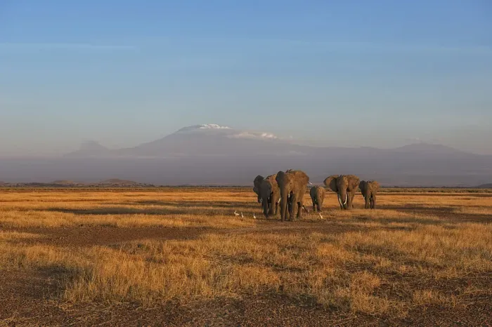 Framed Print : Amboseli Park, Kenya, Africa Family of elephants taken at sunset in the park Framed Print : Amboseli Park, Kenya, Africa Family of elephants taken at sunset in the park