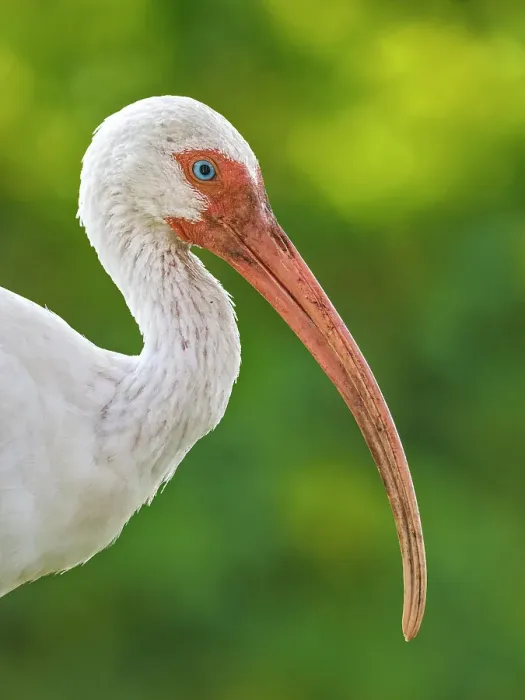 Framed Print : America White Ibis (Eudocimus albus), Tampa, Florida, USA Framed Print : America White Ibis (Eudocimus albus), Tampa, Florida, USA