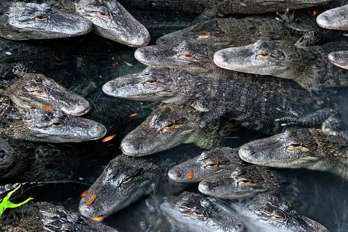 Framed Print : American Alligator (Alligator missippiensis), The Alligator Farm, St. Augustine, Florida, USA Framed Print : American Alligator (Alligator missippiensis), The Alligator Farm, St. Augustine, Florida, USA