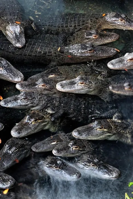 Framed Print : American Alligator (Alligator missippiensis), The Alligator Farm, St. Augustine, Florida, USA Framed Print : American Alligator (Alligator missippiensis), The Alligator Farm, St. Augustine, Florida, USA