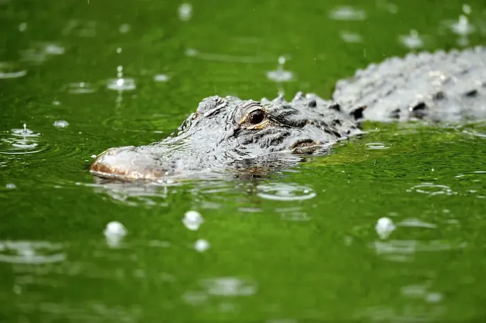 Framed Print : American Alligator (Alligator missippiensis), Everglades NP, Shark Valley, Florida, USA Framed Print : American Alligator (Alligator missippiensis), Everglades NP, Shark Valley, Florida, USA