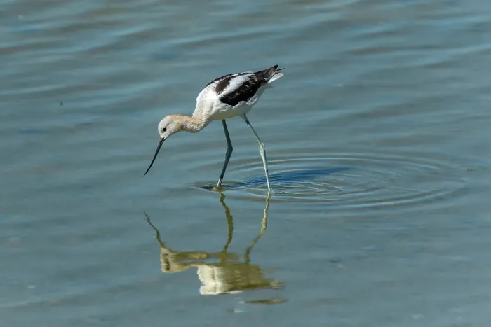 Framed Print : American avocet (Recurvirostra americana) Reed Lake, Saskatchewan, Canada Framed Print : American avocet (Recurvirostra americana) Reed Lake, Saskatchewan, Canada