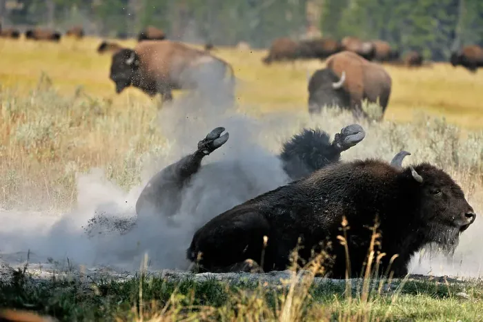 Framed Print : American Bison (Bison bison) Bull and cow in rut, Yellowstone NP, Wyoming, USA