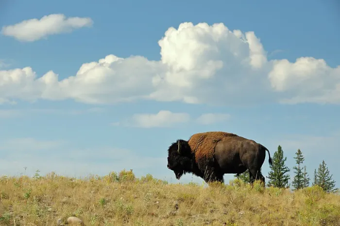 Framed Print : American Bison (Bison bison) Bull on grassy ridge, Yellowstone NP, Wyoming, USA Framed Print : American Bison (Bison bison) Bull on grassy ridge, Yellowstone NP, Wyoming, USA