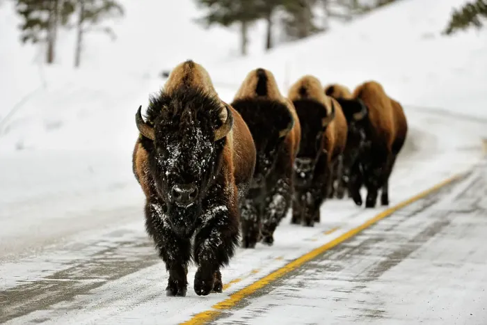 Framed Print : American Bison (Bison bison) Small heard walking on plowed park road, Yellowstone NP, Wyoming, USA