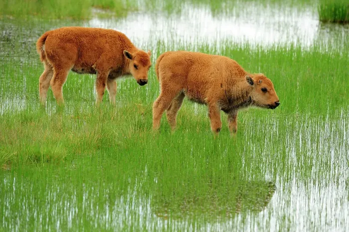 Framed Print : American bison (Bison bison) Spring calves, Yellowstone NP, Wyoming, USA Framed Print : American bison (Bison bison) Spring calves, Yellowstone NP, Wyoming, USA