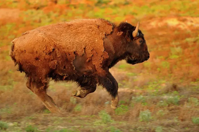 Framed Print : American Bison (Bison bison) Stampeding, Theodore Roosevelt NP (South Unit), North Dakota, USA Framed Print : American Bison (Bison bison) Stampeding, Theodore Roosevelt NP (South Unit), North Dakota, USA