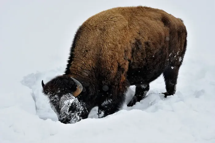 Framed Print : American Bison (Bison bison) Using head to bulldoze snow to gain access to winter forage. Yellowstone NP, Wyoming, USA Framed Print : American Bison (Bison bison) Using head to bulldoze snow to gain access to winter forage. Yellowstone NP, Wyoming, USA