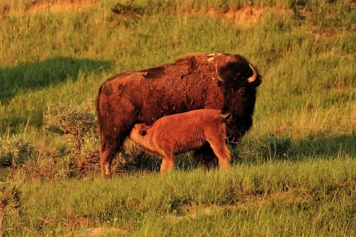 Framed Print : American Bison (Bison bison) Young calf nursing with mother, Theodore Roosevelt NP (South Unit), North Dakota, USA, Theodore Roosevelt NP (South Unit), North Dakota, USA Framed Print : American Bison (Bison bison) Young calf nursing with mother, Theodore Roosevelt NP (South Unit), North Dakota, USA, Theodore Roosevelt NP (South Unit), North Dakota, USA