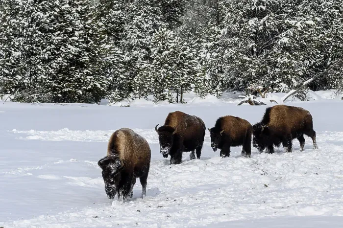 Framed Print : American bison foraging in the snow in winter, Yellowstone National Park, Wyoming, USA Framed Print : American bison foraging in the snow in winter, Yellowstone National Park, Wyoming, USA