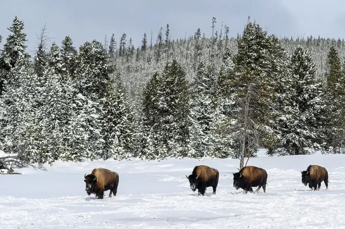 Framed Print : American bison foraging in the snow in winter, Yellowstone National Park, Wyoming, USA Framed Print : American bison foraging in the snow in winter, Yellowstone National Park, Wyoming, USA