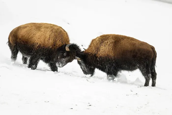 Framed Print : American Bison / Plains bison (Bison bison bison), Yellowstone National Park, Wyoming, USA Framed Print : American Bison / Plains bison (Bison bison bison), Yellowstone National Park, Wyoming, USA
