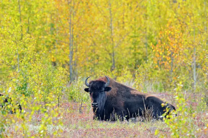 Framed Print : American bison Wood buffalo (Bison bison), Fort Providence, Northwest Territories, Canada Framed Print : American bison Wood buffalo (Bison bison), Fort Providence, Northwest Territories, Canada