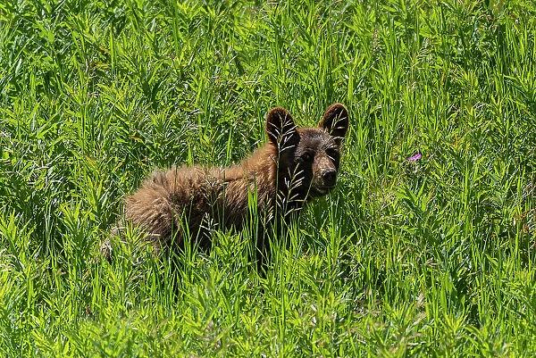 American black bear (Ursus americanus), Waterton Lakes National Park, Alberta, Canada