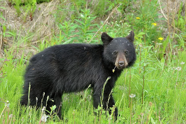 American black bear (Ursus americanus) Near Whistler, British Columbia, Canada
