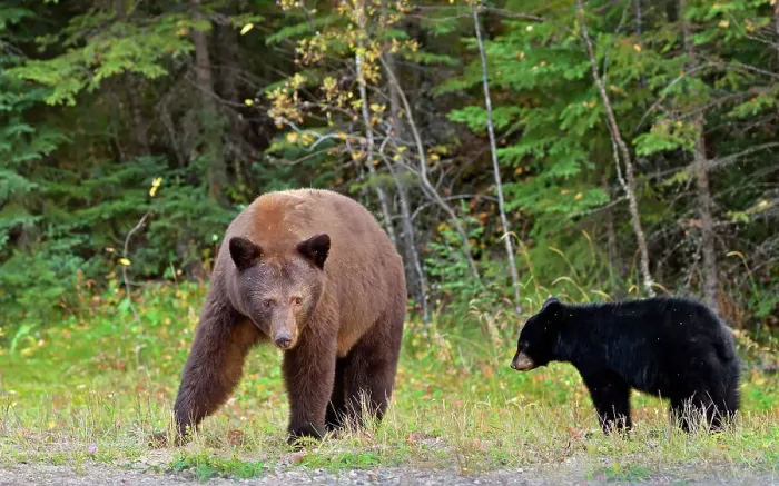 Framed Print : American black bear (Ursus americanus). Cinnamon phase. Prince Albert National Park, Saskatchewan, Canada