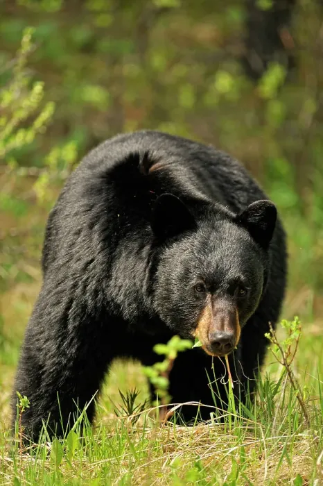 Framed Print : American Black bear (Ursus americanus) Feeding on grasses and dandelions in spring, Banff NP, Alberta, Canada Framed Print : American Black bear (Ursus americanus) Feeding on grasses and dandelions in spring, Banff NP, Alberta, Canada