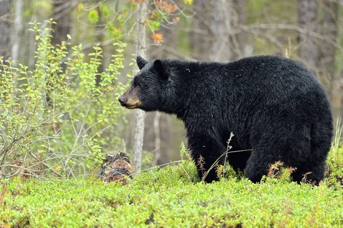 Framed Print : American black bear (Ursus americanus) foraging in cranberry patch, Wood Buffalo Naional Park, Alberta, Canada