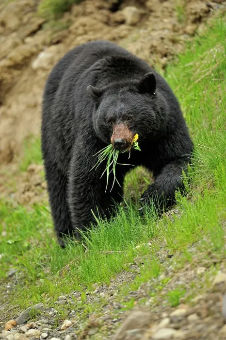 Framed Print : American Black bear (Ursus americanus Foraging for dandelions and grass in springtime, E.C. Manning Prov Park, BC, Canada, E.C. Manning Prov Park, BC, Canada) Framed Print : American Black bear (Ursus americanus Foraging for dandelions and grass in springtime, E.C. Manning Prov Park, BC, Canada, E.C. Manning Prov Park, BC, Canada)