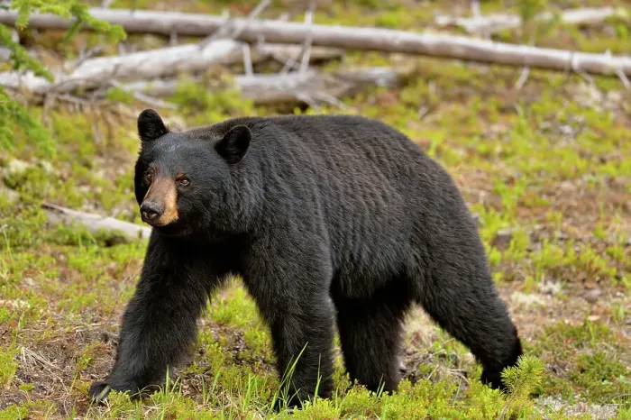 Framed Print : American Black bear (Ursus americanus) Foraging for roadside plants, Jasper National Park, Alberta, Canada Framed Print : American Black bear (Ursus americanus) Foraging for roadside plants, Jasper National Park, Alberta, Canada