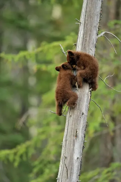 Framed Print : American Black bear (Ursus americanus) Two young cubs playing in the safety of a dead snag, Jasper NP, Alberta, Canada Framed Print : American Black bear (Ursus americanus) Two young cubs playing in the safety of a dead snag, Jasper NP, Alberta, Canada