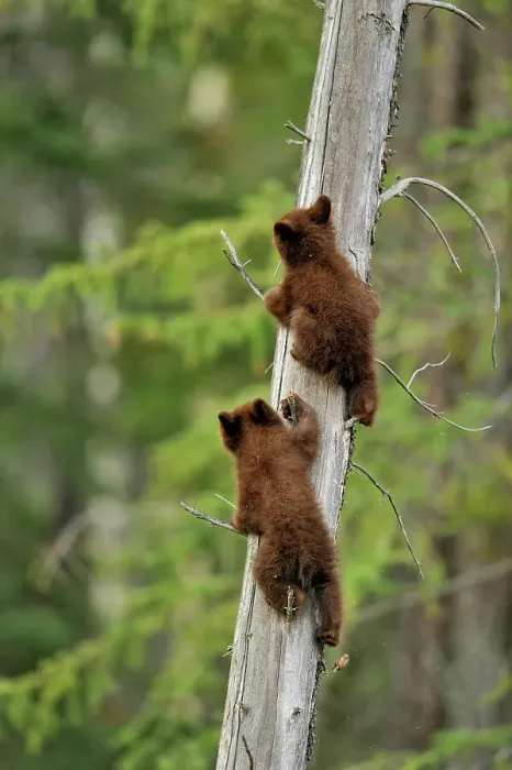 Framed Print : American Black bear (Ursus americanus) Two young cubs playing in the safety of a dead snag, Jasper NP, Alberta, Canada Framed Print : American Black bear (Ursus americanus) Two young cubs playing in the safety of a dead snag, Jasper NP, Alberta, Canada