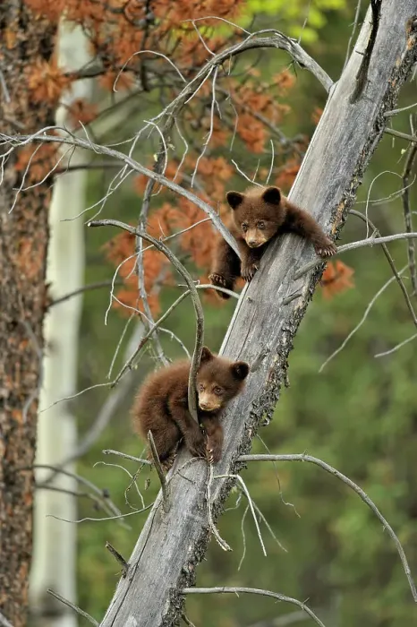 Framed Print : American Black bear (Ursus americanus) Two young cubs playing in the safety of a dead snag, Jasper NP, Alberta, Canada Framed Print : American Black bear (Ursus americanus) Two young cubs playing in the safety of a dead snag, Jasper NP, Alberta, Canada