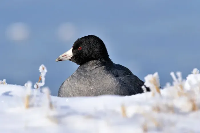 Framed Print : American coot (Fulica Americana) Resting in fresh snow near frozen pond, Bosque del Apache NWR, New Mexico, USA Framed Print : American coot (Fulica Americana) Resting in fresh snow near frozen pond, Bosque del Apache NWR, New Mexico, USA