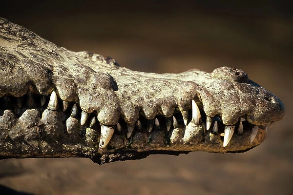 American Crocodile (Crocodylus acutus), Tarcoles River, Garabito, Puntarenas Province, Costa Rica, Central America