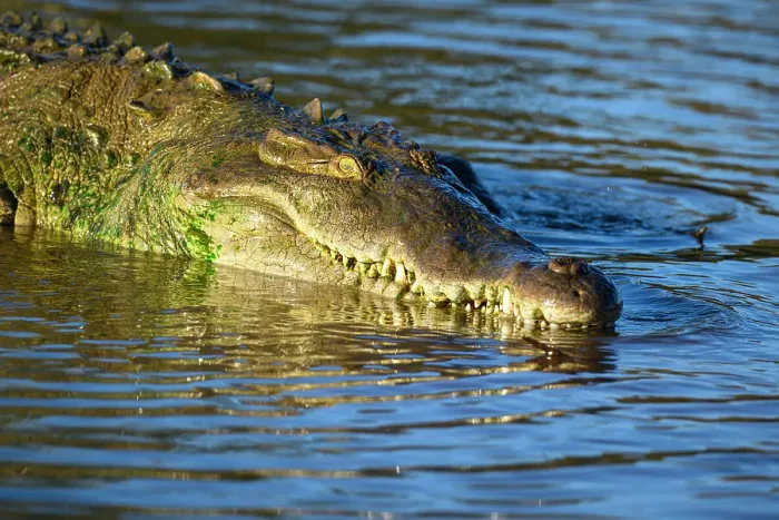 Framed Print : American crocodile (Crocodylus acutus), Tarcoles River, Tarcoles, Puntarenas, Costa Rica Framed Print : American crocodile (Crocodylus acutus), Tarcoles River, Tarcoles, Puntarenas, Costa Rica