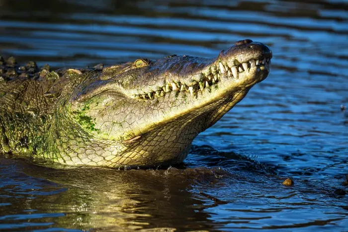 Framed Print : American crocodile (Crocodylus acutus), Tarcoles River, Tarcoles, Puntarenas, Costa Rica Framed Print : American crocodile (Crocodylus acutus), Tarcoles River, Tarcoles, Puntarenas, Costa Rica