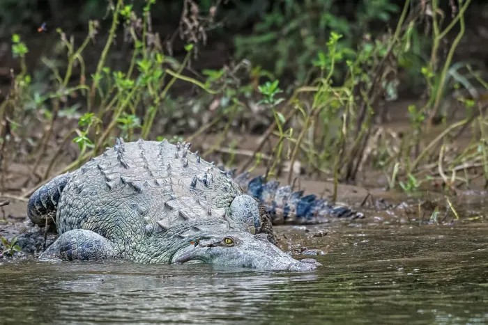 Framed Print : American Crocodile (Crocodylus acutus), San Carlos River, Costa Rica Framed Print : American Crocodile (Crocodylus acutus), San Carlos River, Costa Rica