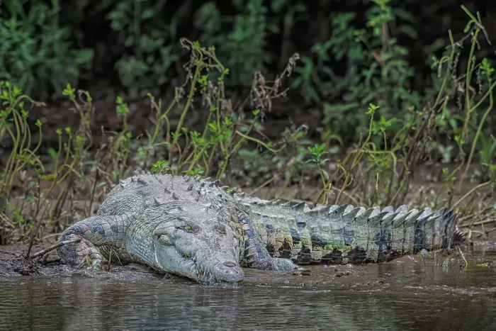 Framed Print : American Crocodile (Crocodylus acutus), San Carlos River, Costa Rica Framed Print : American Crocodile (Crocodylus acutus), San Carlos River, Costa Rica