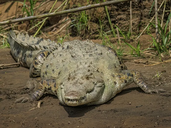 Framed Print : American crocodile (Crocodylus acutus) basking on the San Carlos River, Boca Tapada, Alajuela Province, Costa Rica