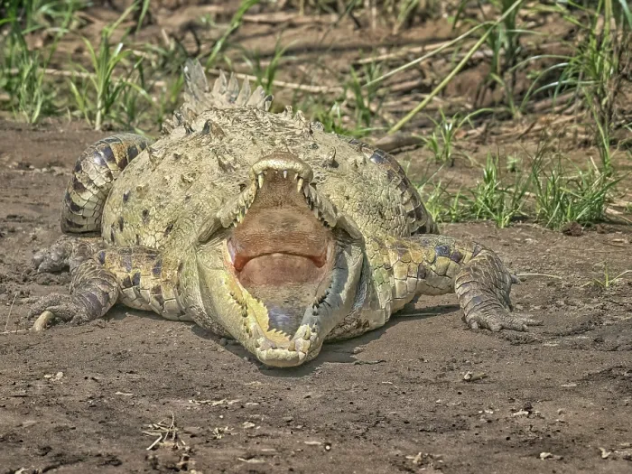 Framed Print : American crocodile (Crocodylus acutus) basking on the San Carlos River, Boca Tapada, Alajuela Province, Costa Rica Framed Print : American crocodile (Crocodylus acutus) basking on the San Carlos River, Boca Tapada, Alajuela Province, Costa Rica