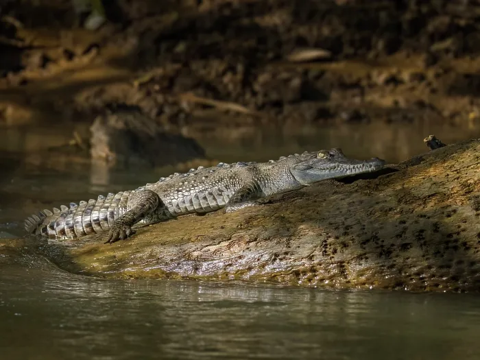 Framed Print : American crocodile (Crocodylus acutus) basking on the San Carlos River, Boca Tapada, Alajuela Province, Costa Rica Framed Print : American crocodile (Crocodylus acutus) basking on the San Carlos River, Boca Tapada, Alajuela Province, Costa Rica