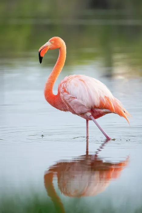 Framed Print : American Flamingo, Isla Isabela, Galapagos Islands, Ecuador Framed Print : American Flamingo, Isla Isabela, Galapagos Islands, Ecuador