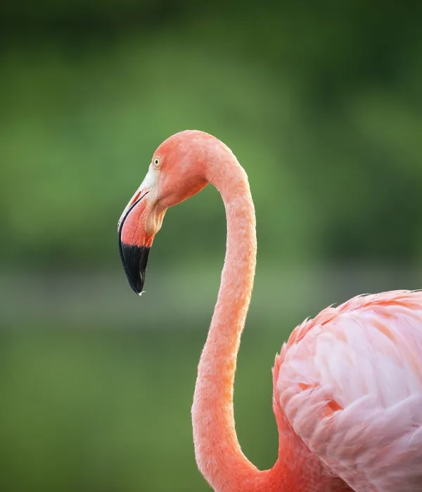Framed Print : American Flamingo, Isla Isabela, Galapagos Islands, Ecuador Framed Print : American Flamingo, Isla Isabela, Galapagos Islands, Ecuador