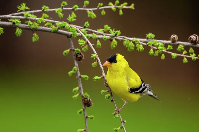 Framed Print : American goldfinch (Carduelis tristis), Greater Sudbury, Ontario, Canada Framed Print : American goldfinch (Carduelis tristis), Greater Sudbury, Ontario, Canada