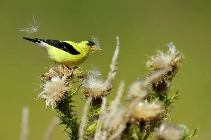 Framed Print : American goldfinch (Carduelis tristis) Eating thistle seeds, Manitoulin Island- Rockville Road, Ontario, Canada Framed Print : American goldfinch (Carduelis tristis) Eating thistle seeds, Manitoulin Island- Rockville Road, Ontario, Canada