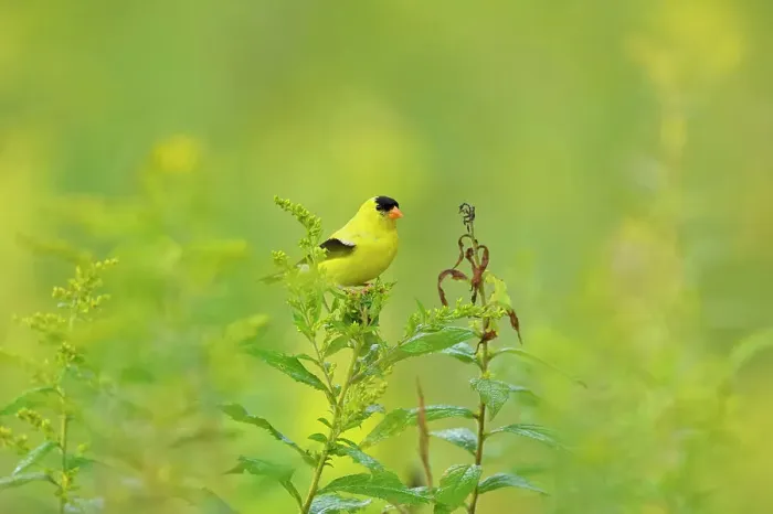 Framed Print : American goldfinch (Carduelis tristis) Male, Greater Sudbury, Ontario, Canada Framed Print : American goldfinch (Carduelis tristis) Male, Greater Sudbury, Ontario, Canada