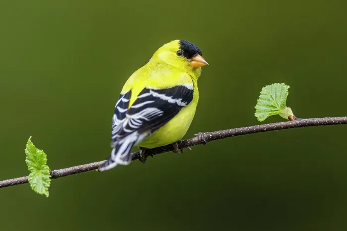 Framed Print : American goldfinch (Carduelis tristis) Male, Greater Sudbury, Ontario, Canada Framed Print : American goldfinch (Carduelis tristis) Male, Greater Sudbury, Ontario, Canada