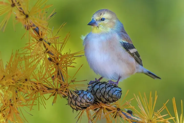 Framed Print : American Goldfinch (Spinus tristis), Ontario, Canada Framed Print : American Goldfinch (Spinus tristis), Ontario, Canada
