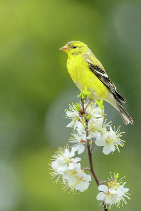 Framed Print : American Goldfinch (Spinus tristis), Thornton, Ontario, Canada