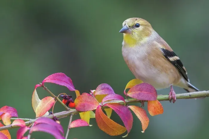 Framed Print : American Goldfinch (Spinus tristis), Thornton, Ontario, Canada Framed Print : American Goldfinch (Spinus tristis), Thornton, Ontario, Canada
