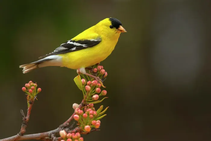 Framed Print : American Goldfinch (Spinus tristis) male, Ontario, Canada Framed Print : American Goldfinch (Spinus tristis) male, Ontario, Canada