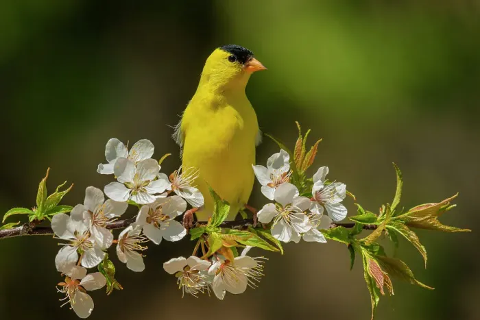 Framed Print : American Goldfinch (Spinus tristis) male, Ontario, Canada Framed Print : American Goldfinch (Spinus tristis) male, Ontario, Canada