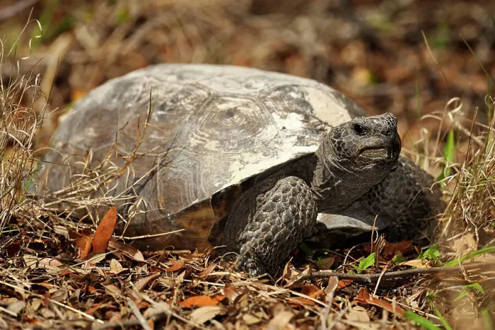 Framed Print : American gopher tortoise (gopherus polyphemus) Feeding, Shamrock Nature Preserve, Venice, Florida, USA Framed Print : American gopher tortoise (gopherus polyphemus) Feeding, Shamrock Nature Preserve, Venice, Florida, USA